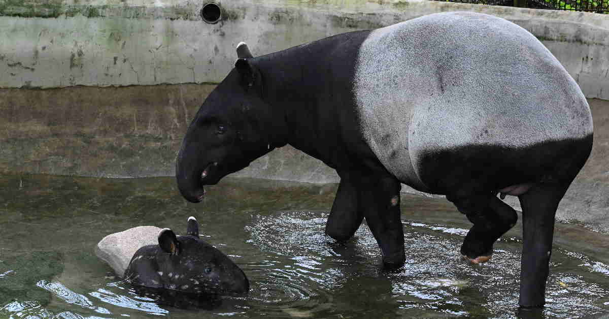 Malayan tapirs are dying | The ASEAN Post